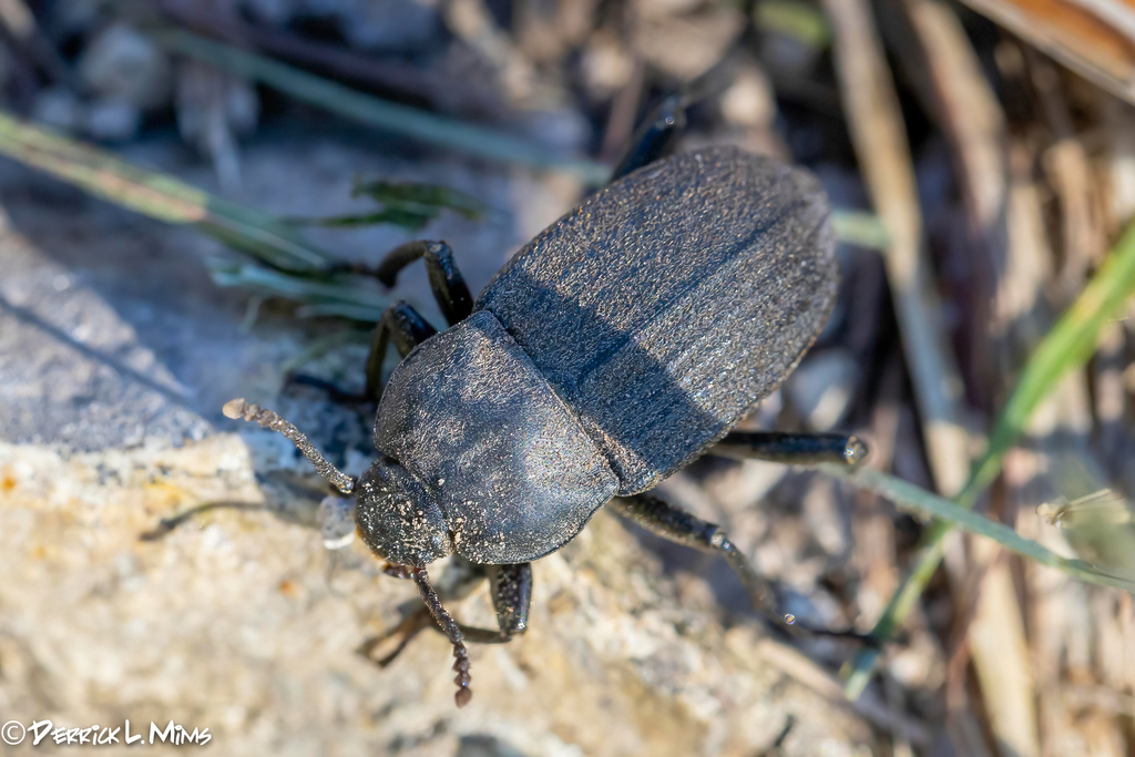 Melaneleodes
