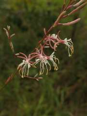 Oenothera filipes
