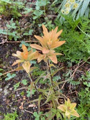 Castilleja miniata fulva