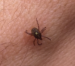 Amblyomma cajennense