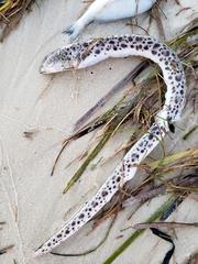 Echiophis intertinctus