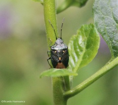 Ditomotarsus punctiventris
