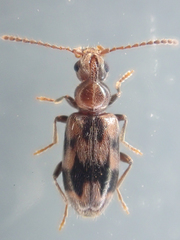 Notoxus sparsus