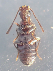 Notoxus sparsus