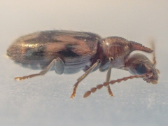 Notoxus sparsus
