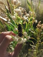 Hedriodiscus truquii