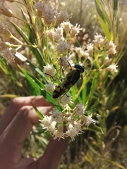 Hedriodiscus truquii