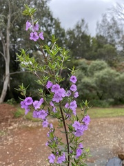 Prostanthera scutellarioides