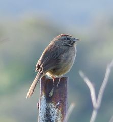 Aimophila ruficeps canescens