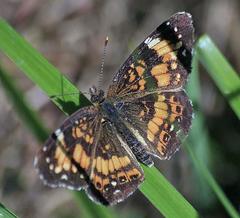 Chlosyne nycteis drusius