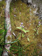 Gentianella propinqua