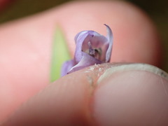 Gentianella propinqua