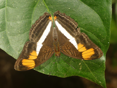 Adelpha melona pseudarete