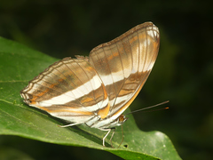 Adelpha melona pseudarete