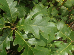 Quercus × deamii