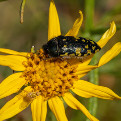 Acmaeodera flavopicta