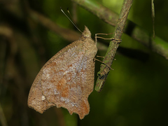 Amphidecta pignerator