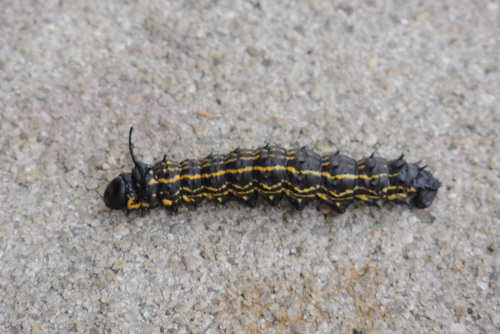 Yellow-striped Oakworm Moth photo 4