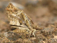Anisochoria sublimbata