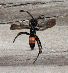 Anoplius americanus