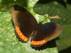 Biblis hyperia nectanabis
