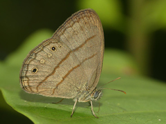 Caeruleuptychia helena