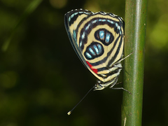 Catagramma pygas thamyras