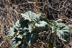 Datura discolor