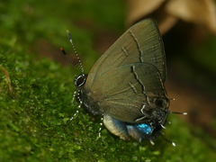 Calycopis bellera