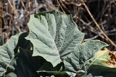 Datura discolor