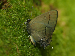 Calycopis bellera