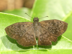 Camptopleura auxo