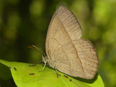 Capronnieria galesus
