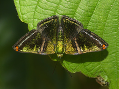 Caria plutargus