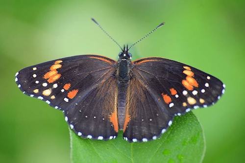 Bordered Patch, photo 3 of 10