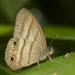 Paryphthimoides terrestris - Photo 由 David Geale 所上傳的 (c) David Geale，保留部份權利CC BY-NC