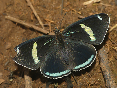 Widespread Eighty-eight