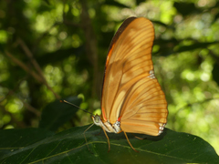 Dryas iulia alcionea