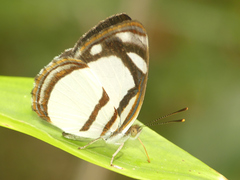 Dynamine athemon athemaena