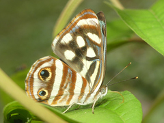 Dynamine postverta postverta