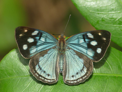 Dynamine tithia tithia