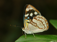 Dynamine tithia tithia