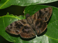 Ebrietas anacreon anacreon