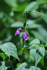 Bouchea pseudogervao