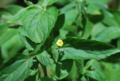 Calyptocarpus brasiliensis