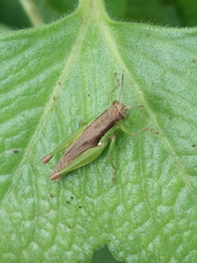 Pseudoxya