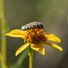 Acmaeodera maculifera