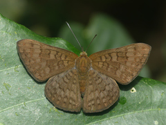 Emesis ocypore zelotes