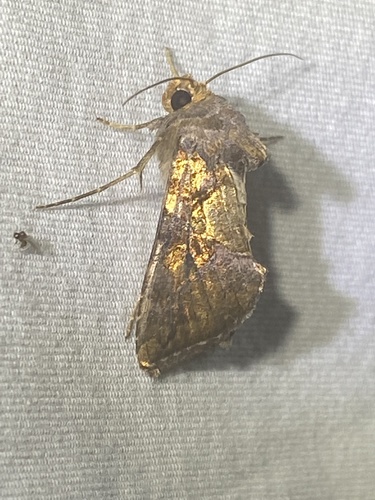 Golden Looper Moth photo 4