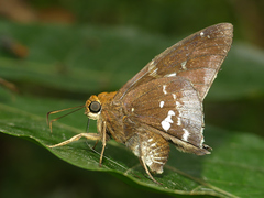Epargyreus exadeus